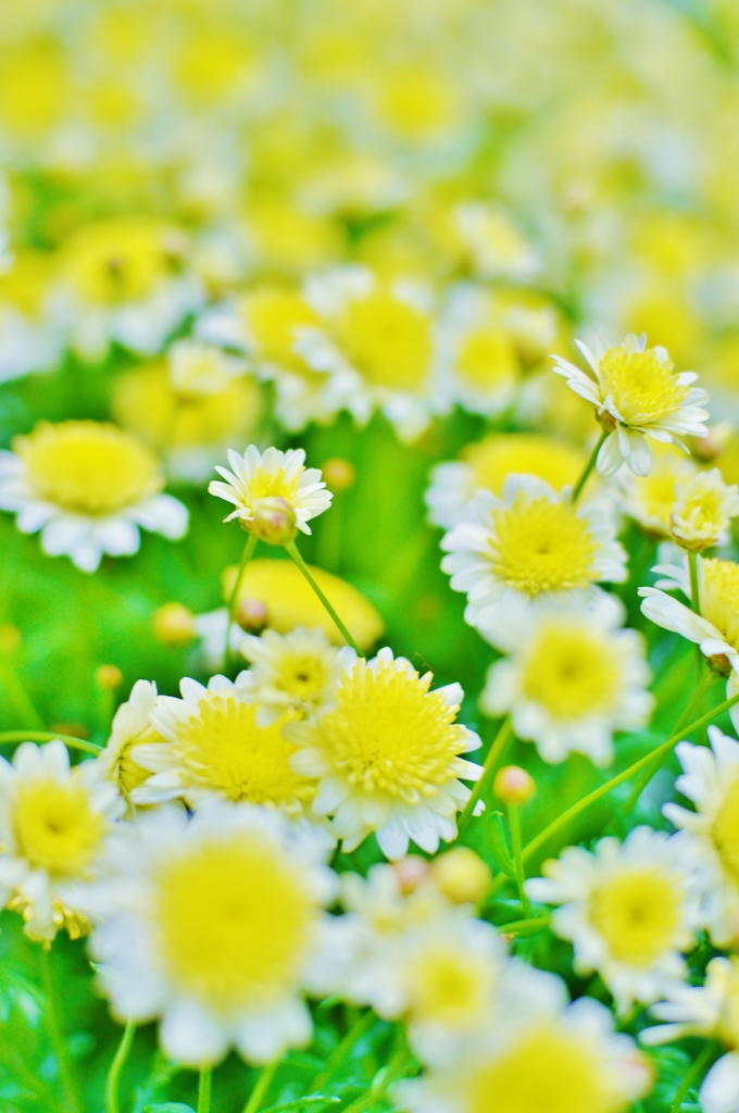 春のお花畑