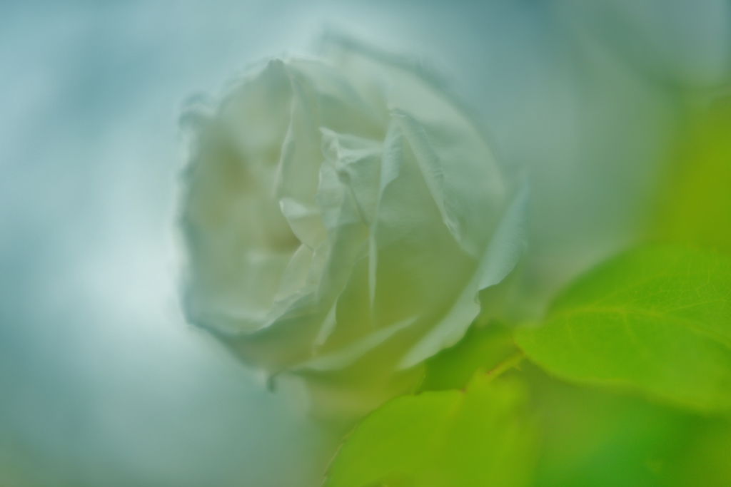 ～PREMIUM　WHITE～
