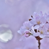「マクロレンズで楽しむ桜」