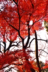紅葉の終わり　～京都嵐山晩秋紀行～