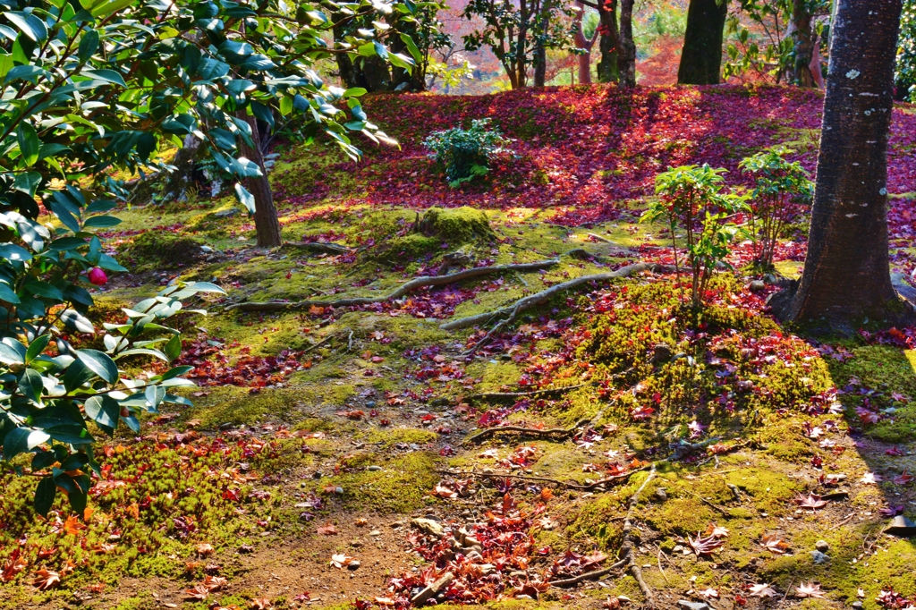 色付く落ち葉と一輪の椿　～京都嵐山晩秋紀行～