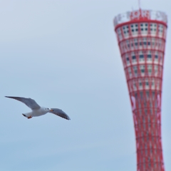 ユリカモメと神戸ポートタワー