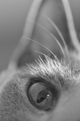 Cat'ｓ　Eye