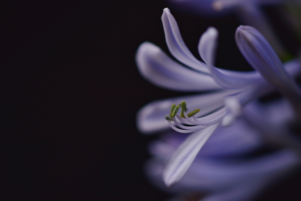 「紫君子蘭の季節」