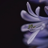 「紫君子蘭の季節」