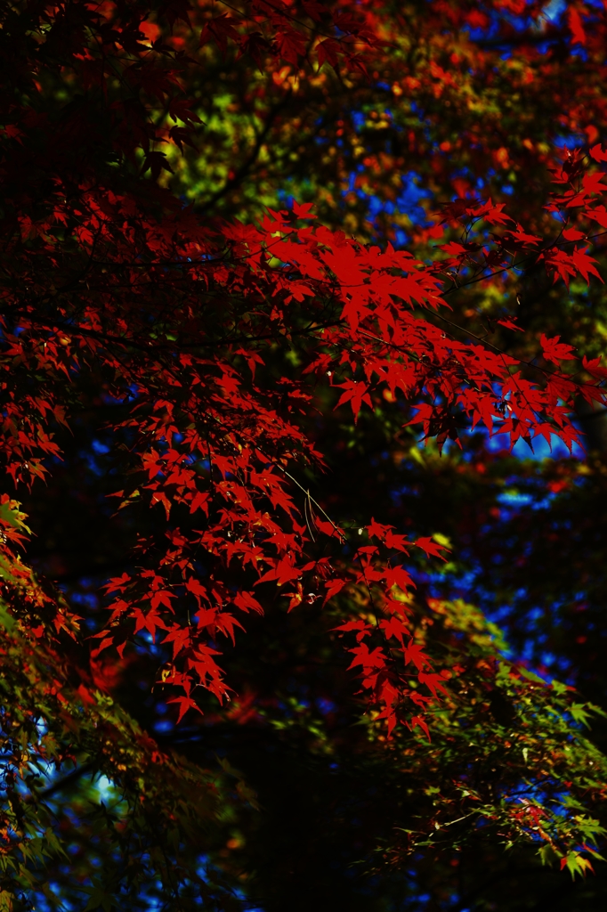 紅色