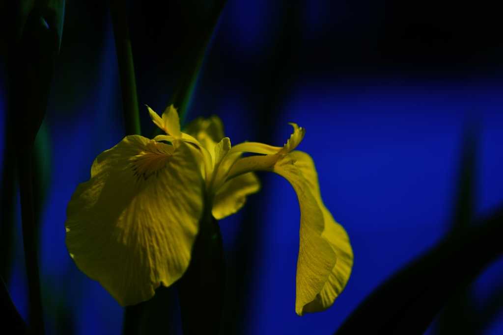 「黄色の花菖蒲」