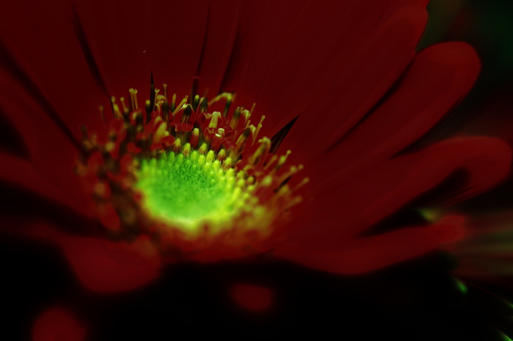 The flower which emits light.