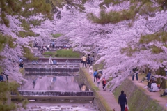 「夙川情景」