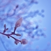 「早春の花穂」