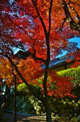 天龍寺参道にて　～京都嵐山晩秋紀行～