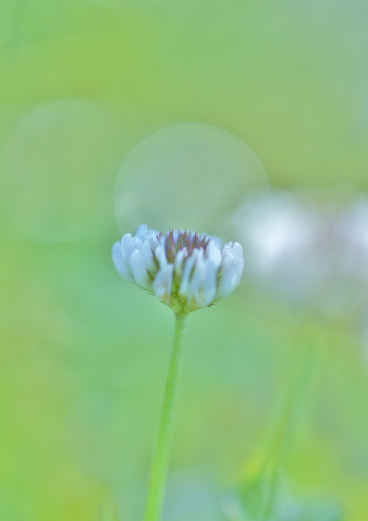 「シロツメクサの花言葉」