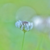 「シロツメクサの花言葉」