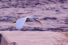 桂川の白鷺　～コサギの飛翔～