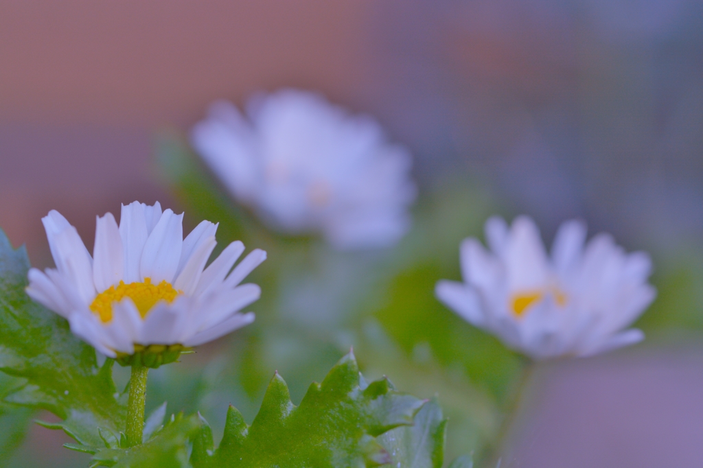 Spring　has　come！