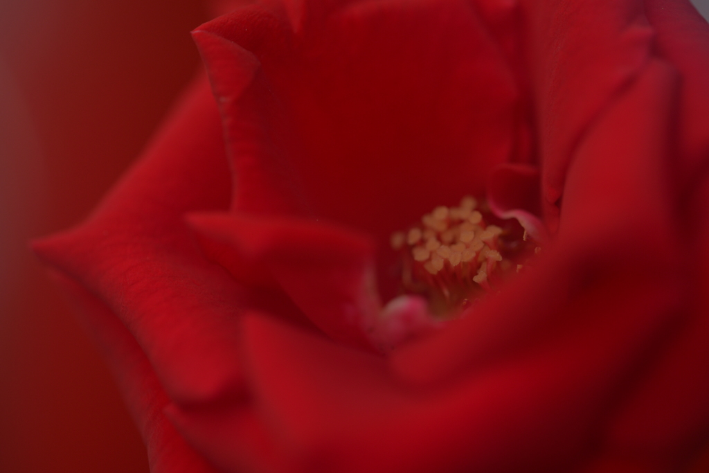 「赤い薔薇」　～JPEG撮ってだし、フォギーフィルター使用です～