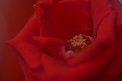 「赤い薔薇」　～JPEG撮ってだし、フォギーフィルター使用です～