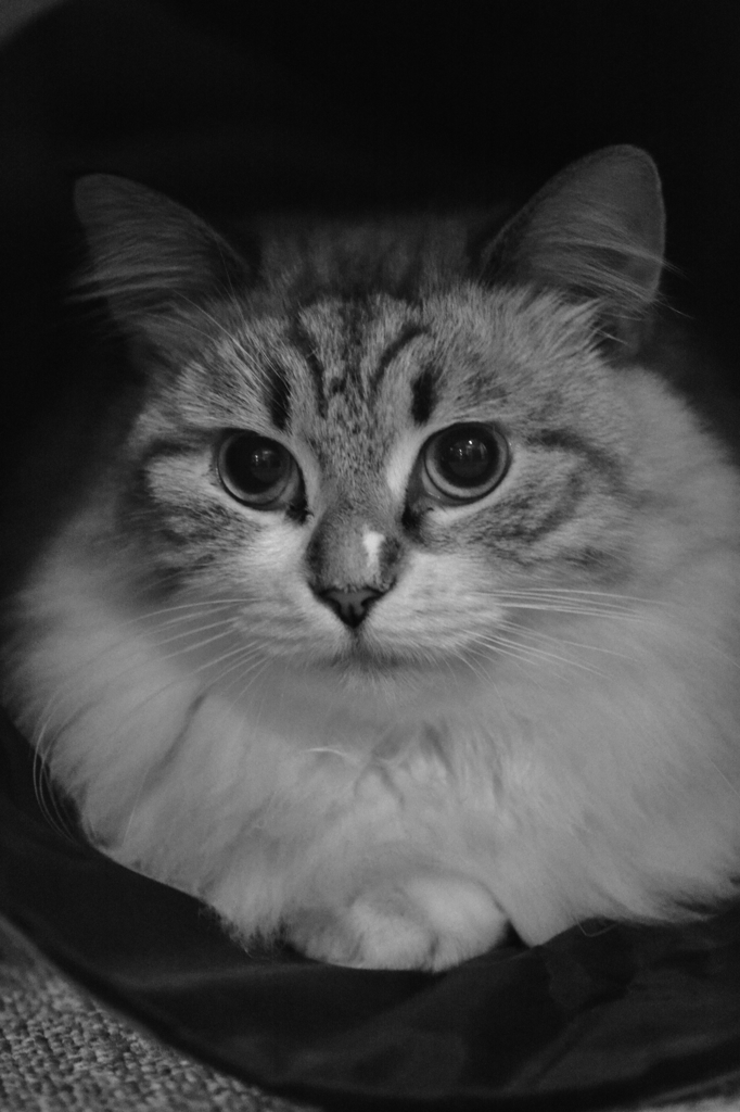 ～極上のコートをきた猫～