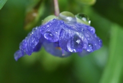 続　秋雨に打たれて