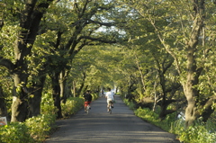 木のトンネル