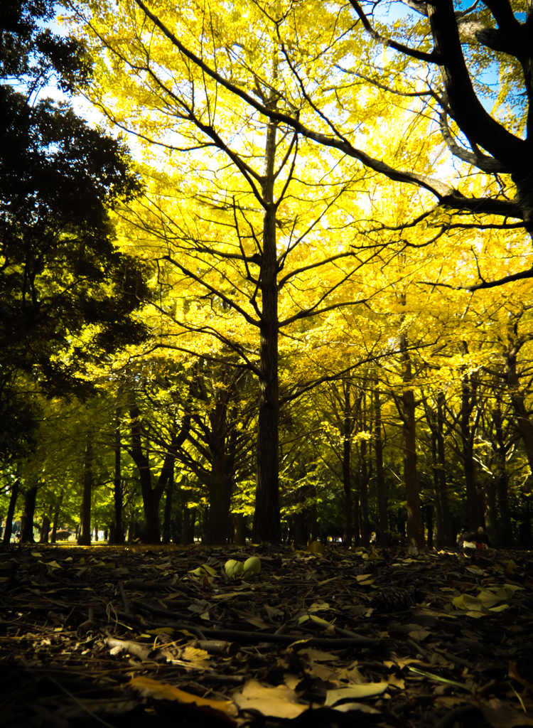 Golden forest