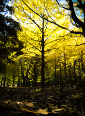 Golden forest