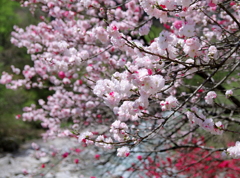 園原に花桃繚乱