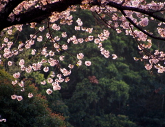名もなき桜　vol３