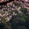 名もなき桜　vol３
