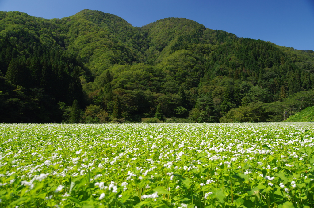 山間の蕎麦畑