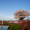 名もなき桜　vol２