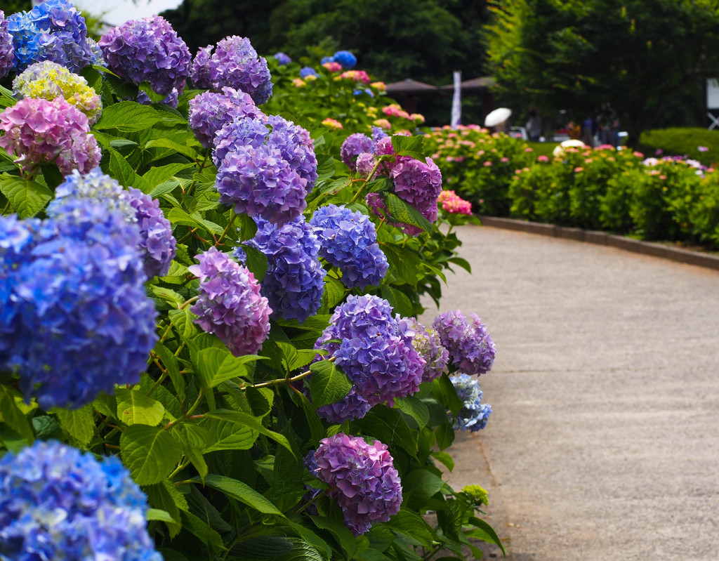 紫陽花の小径