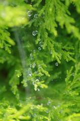 雨上がりの朝vol３
