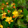 雨待ち花
