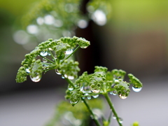 パセリの花に天然のドレッシング♪