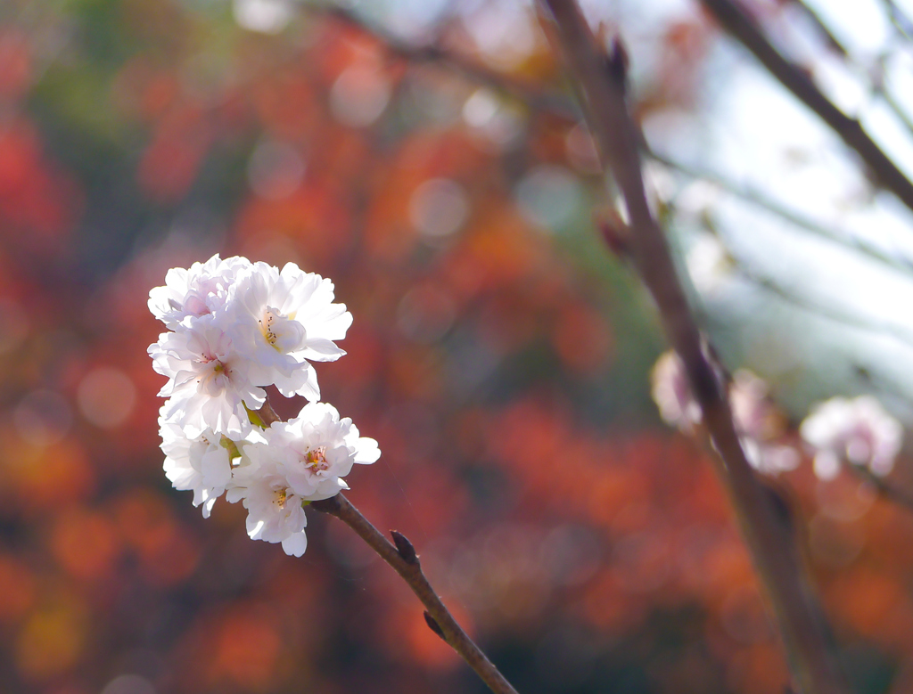 小春日和の公園にて”ちいさい春見つけた♪”