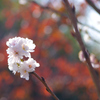 小春日和の公園にて”ちいさい春見つけた♪”