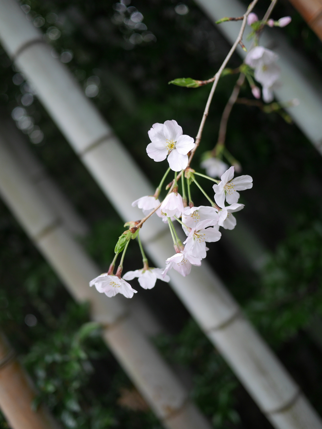 名もなき桜　vol１
