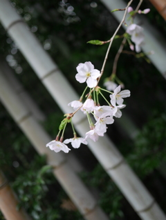 名もなき桜　vol１