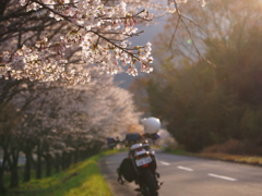 黄昏の遅咲き桜