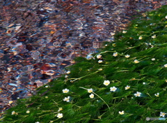 醒ヶ井宿は地蔵川の梅花藻