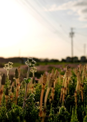 よいこのつくし村にバイキンマン現る