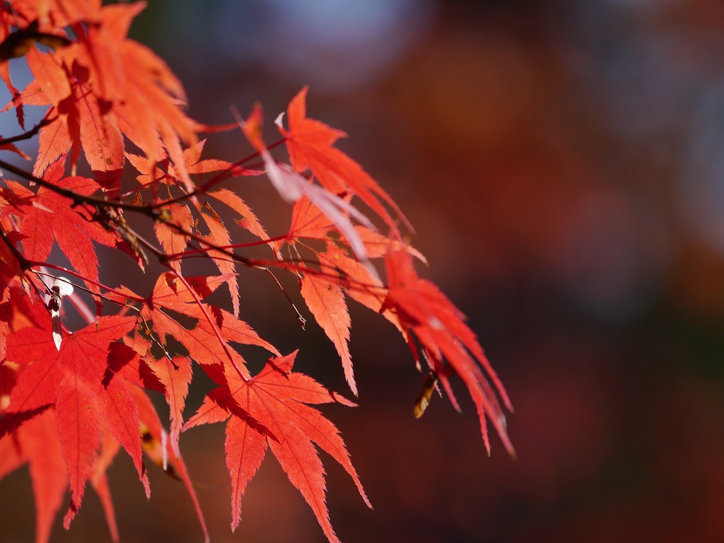 紅葉