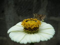 贅沢な食卓