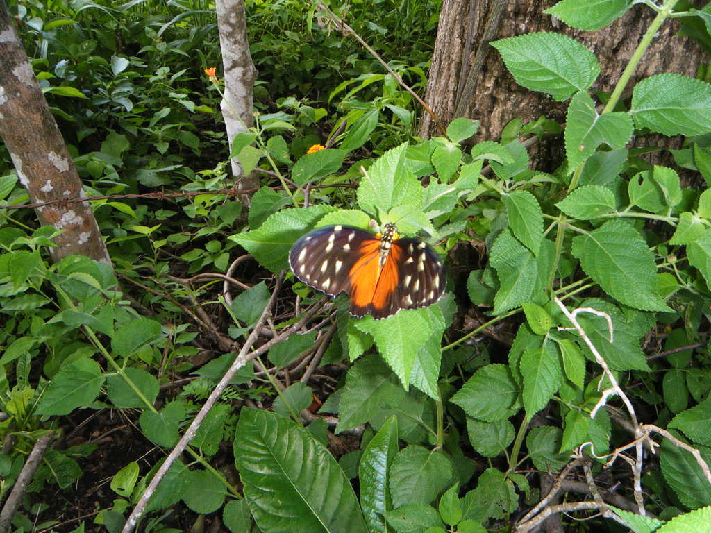 よく見かけるＭａｒｉｐｏｓａ