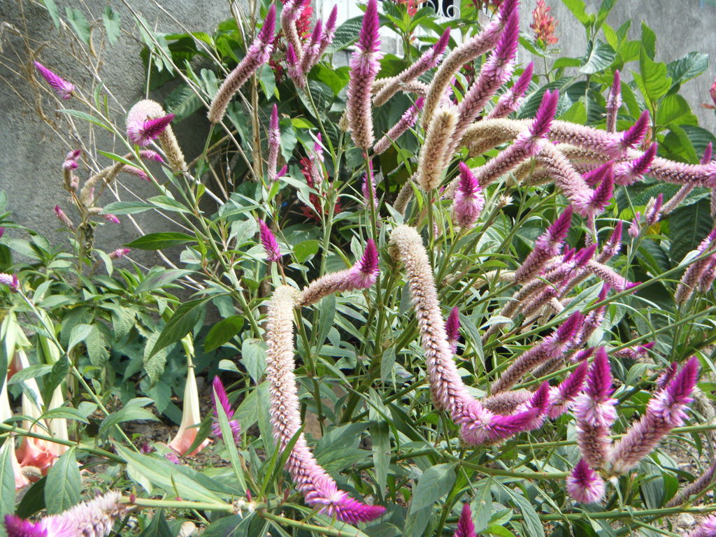 Lengua de serpiente