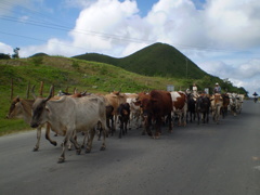 ありふれた日常の中の牛の大行進