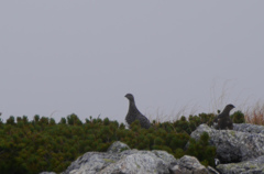 雷鳥さん