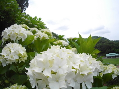 西部公園