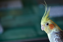 ぴーちゃん